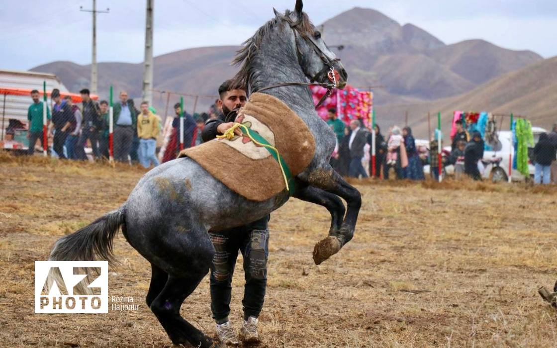 گالری عکس؛ اسب، باران، انتظار